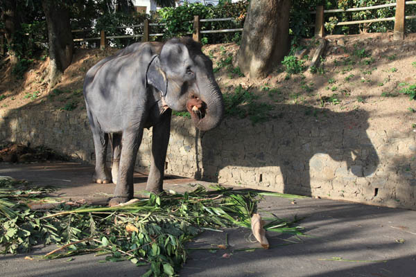 Olifant wacht op start optocht